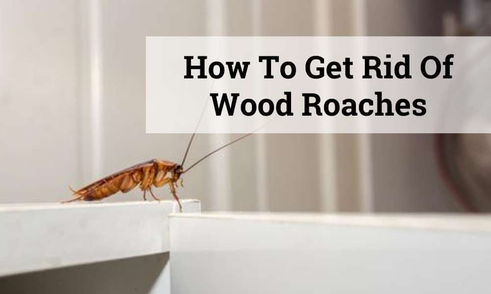 How to get rid of wood roaches