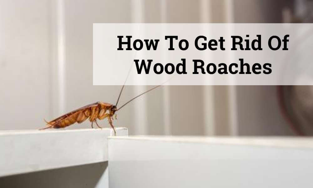 How to Get Rid of Wood Roaches | 4 Easiest Ways - WoodHunger