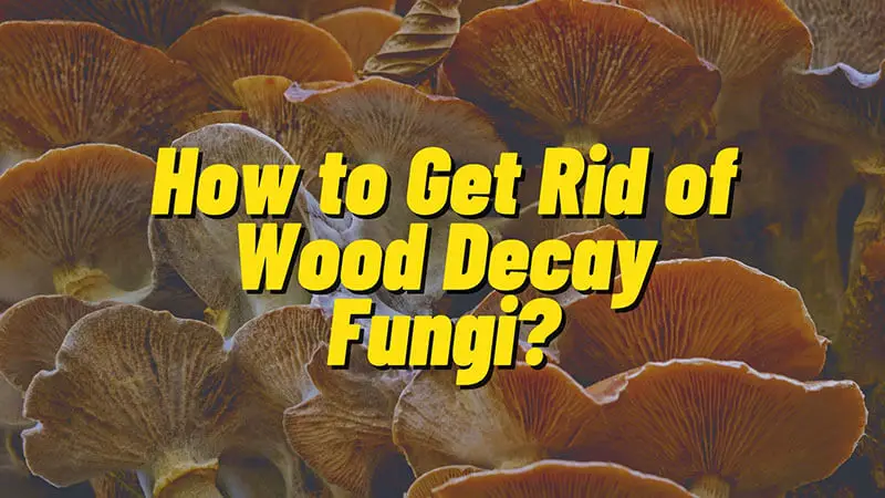 How to Get Rid of Wood Decay Fungus