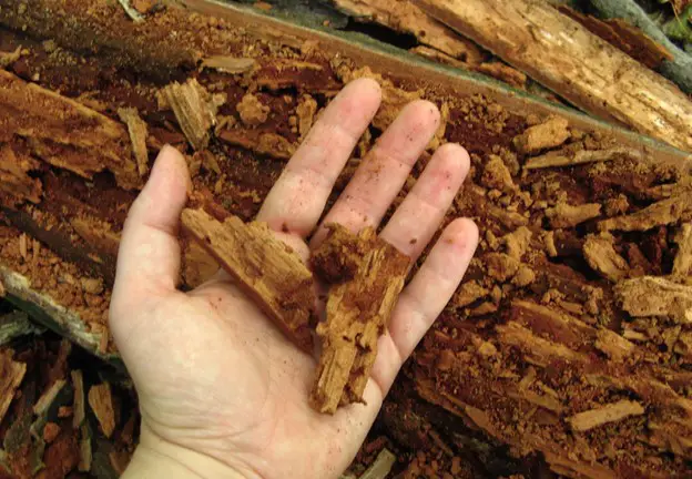 wood brown rot
