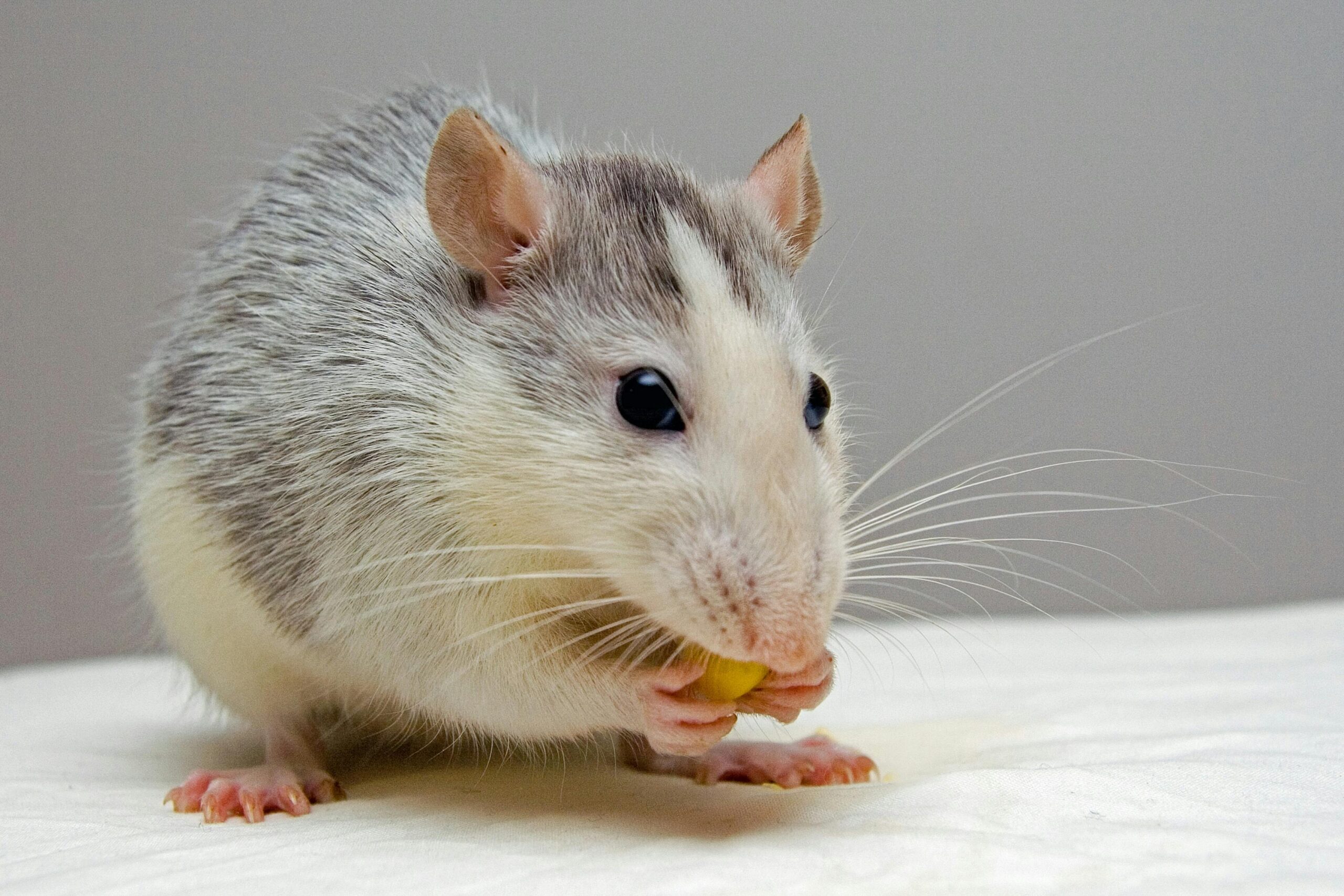 rat eat wood